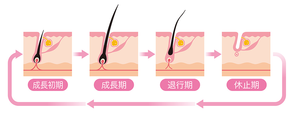 毛周期について説明する画像